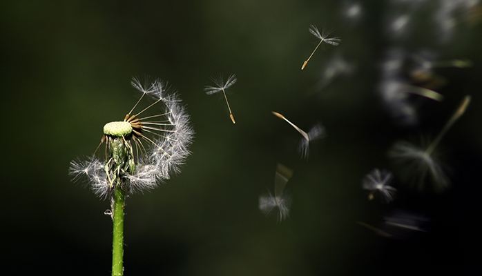 Doit-on obligatoirement ramasser les feuilles mortes devant chez soi ? 